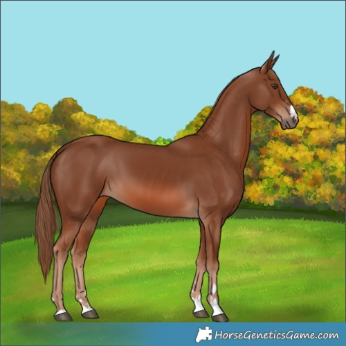 Horse Color:Chestnut 