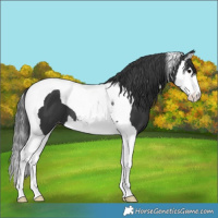 Horse Color:Black Splash Tobiano Appaloosa 