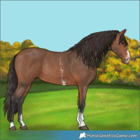 Horse Color:Bay Sabino Rabicano 