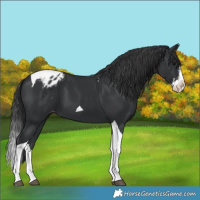 Horse Color:Black Sabino Splash Tobiano Appaloosa 