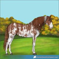 Horse Color:Chestnut Sabino 