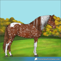 Horse Color:Chestnut Tobiano Snowflake Varnish 