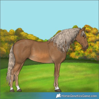 Horse Color:Chocolate Palomino 