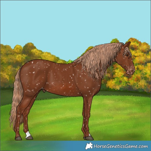 Horse Color:Chestnut Appaloosa 