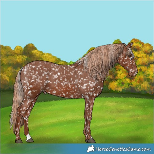 Horse Color:Chestnut Snowflake Varnish