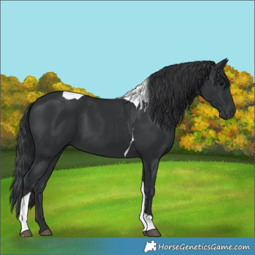Horse Color:White Spotted Black Tobiano 