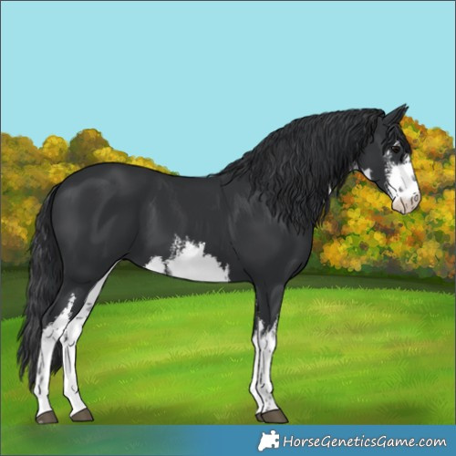 Horse Color:White Spotted Black 