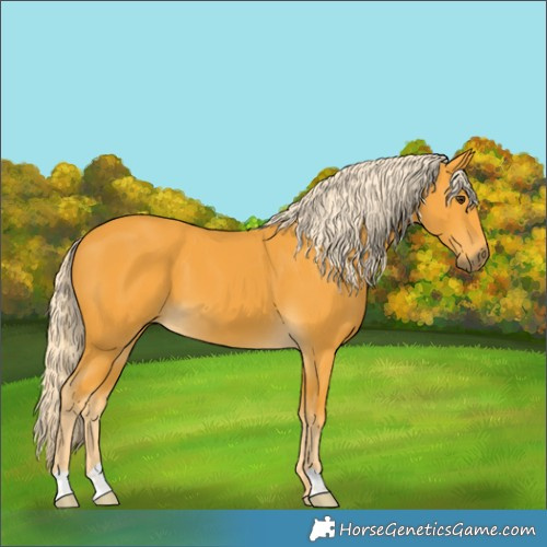 Horse Color:Palomino 