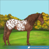 Horse Color:Chestnut Appaloosa 