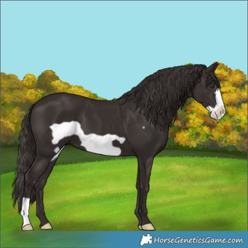 Horse Color:Liver Chestnut Frame