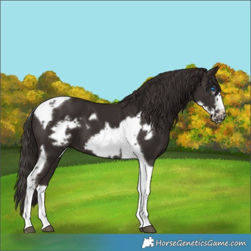 Horse Color:Liver Chestnut Tobiano Frame