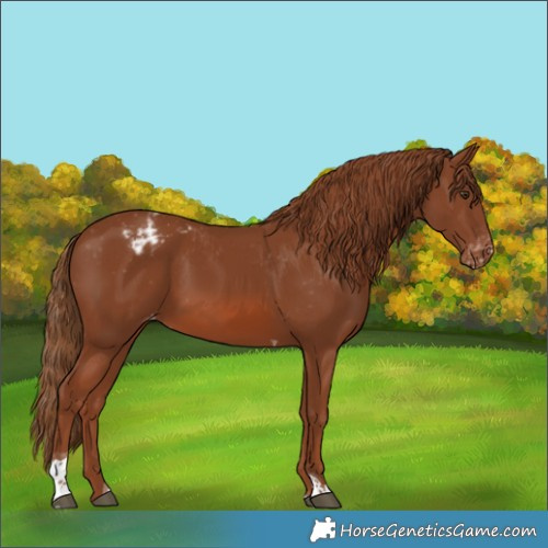 Horse Color:Chestnut Tobiano Appaloosa