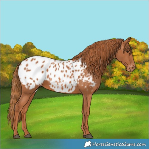 Horse Color:White Spotted Chestnut Appaloosa Rabicano