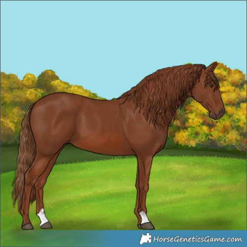 Horse Color:Chestnut 