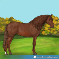 Horse Color:Chestnut 