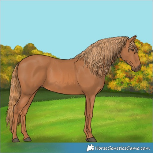 Horse Color:Chestnut 