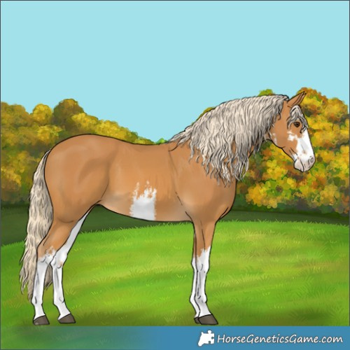 Horse Color:White Spotted Palomino 