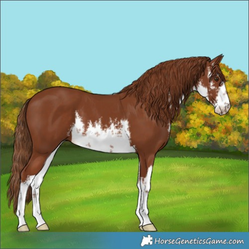Horse Color:White Spotted Chestnut 