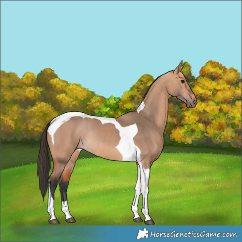 Horse Color:Bay Dun Tobiano Rabicano 