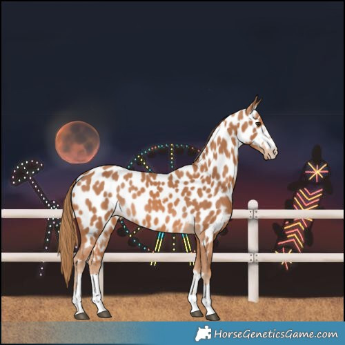 Horse Color:Chestnut Near Leopard 