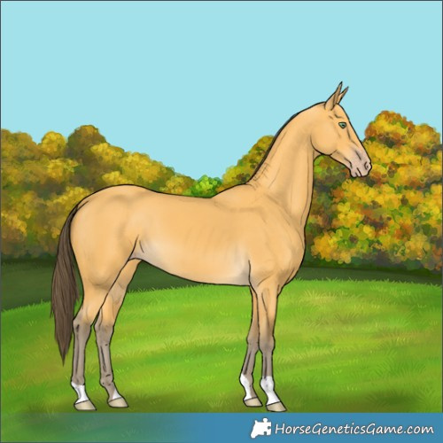 Horse Color:Amber Cream Champagne 