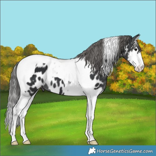 Horse Color:Black Splash Tobiano Near Leopard
