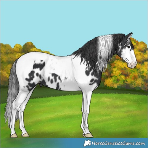 Horse Color:Black Splash Tobiano Appaloosa 