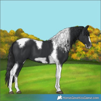 Horse Color:Black Tobiano Frame 
