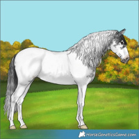 Horse Color:Black Sabino Splash Tobiano Frame Appaloosa 