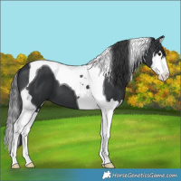 Horse Color:Black Splash Tobiano