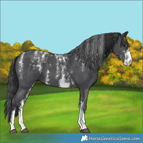 Horse Color:Powder White Black Sabino 