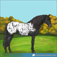 Horse Color:Black Blanket 