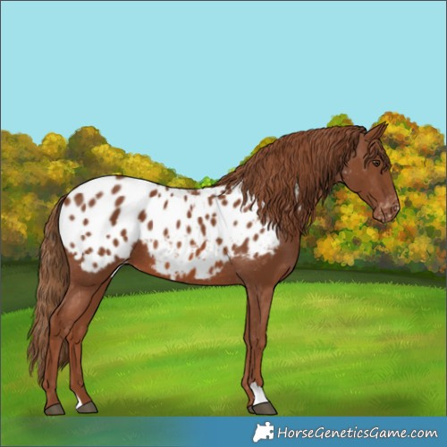 Horse Color:Chestnut Appaloosa