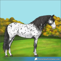 Horse Color:Black Sabino Near Leopard 