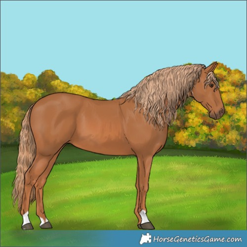 Horse Color:Chestnut 
