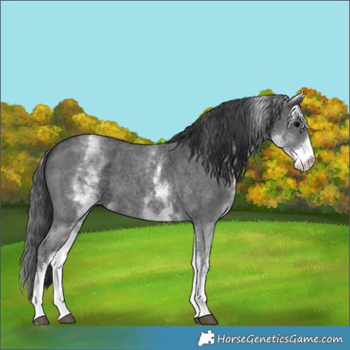Horse Color:White Spotted Black Sabino 