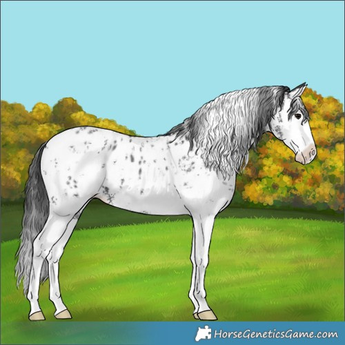 Horse Color:Black Sabino Splash Appaloosa 