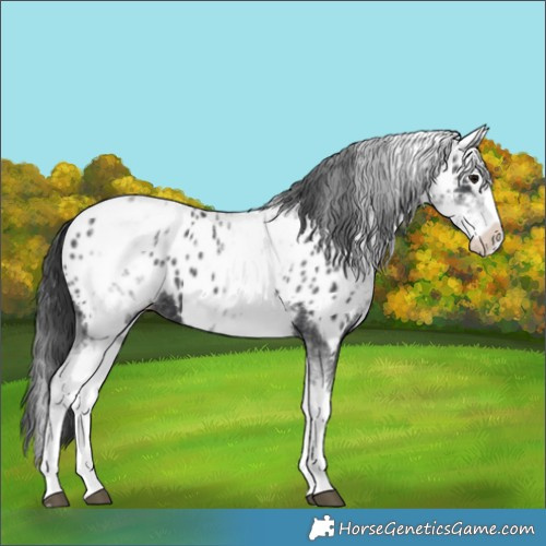 Horse Color:White Spotted Black Splash Appaloosa 