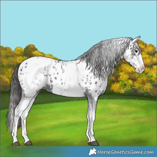 Horse Color:White Spotted Black Splash Near Leopard 