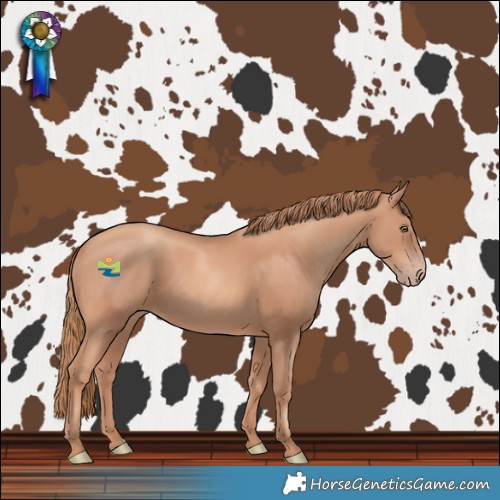 Horse Color:Gold Champagne 