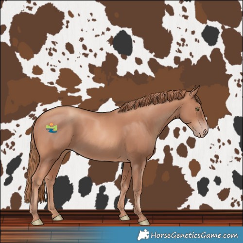 Horse Color:Gold Champagne 