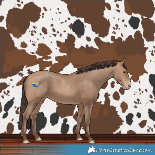 Horse Color:Sable Champagne 