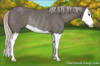Horse Color:Silver Black Splash Rabicano