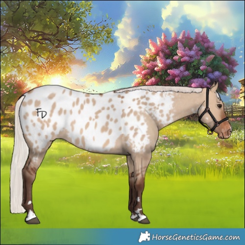 Horse Color:Silver Brown Dun Appaloosa 