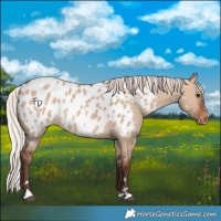 Horse Color:Silver Brown Dun Near Leopard 