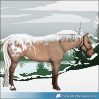 Horse Color:Silver Brown Dun Appaloosa 