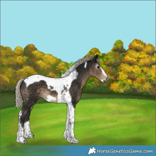 Horse Color:Gray Silver Smoky Black Tobiano Frame 