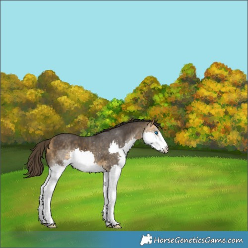 Horse Color:Buckskin Splash