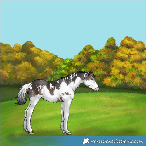 Horse Color:White Spotted Brown Splash