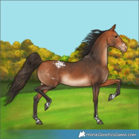 Horse Color:Bay and Bay Blanket
